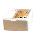 nikoandk2（個別スタンプ：3）