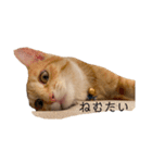 nikoandk2（個別スタンプ：6）