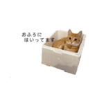 nikoandk2（個別スタンプ：10）