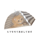nikoandk2（個別スタンプ：18）