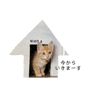 nikoandk2（個別スタンプ：19）