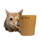 nikoandk2（個別スタンプ：33）