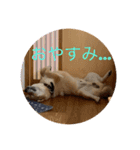 柴犬  琥鉄(こてつ)の日常スタンプ（個別スタンプ：2）
