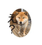 柴犬  琥鉄(こてつ)の日常スタンプ（個別スタンプ：3）