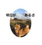 柴犬  琥鉄(こてつ)の日常スタンプ（個別スタンプ：4）
