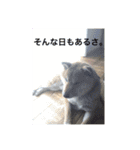 柴犬  琥鉄(こてつ)の日常スタンプ（個別スタンプ：5）