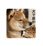 柴犬  琥鉄(こてつ)の日常スタンプ（個別スタンプ：6）