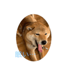 柴犬  琥鉄(こてつ)の日常スタンプ（個別スタンプ：7）