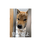 柴犬  琥鉄(こてつ)の日常スタンプ（個別スタンプ：8）