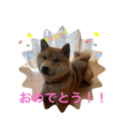 柴犬  琥鉄(こてつ)の日常スタンプ（個別スタンプ：9）
