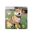 柴犬  琥鉄(こてつ)の日常スタンプ（個別スタンプ：10）