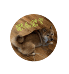 柴犬  琥鉄(こてつ)の日常スタンプ（個別スタンプ：11）