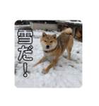 柴犬  琥鉄(こてつ)の日常スタンプ（個別スタンプ：12）