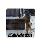 柴犬  琥鉄(こてつ)の日常スタンプ（個別スタンプ：13）