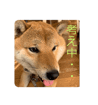 柴犬  琥鉄(こてつ)の日常スタンプ（個別スタンプ：14）