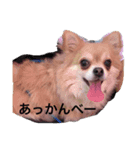狐みたいなすぅちゃん笑（個別スタンプ：1）