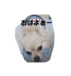 狐みたいなすぅちゃん笑（個別スタンプ：3）
