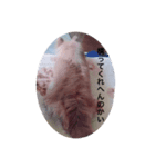 狐みたいなすぅちゃん笑（個別スタンプ：4）