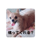 狐みたいなすぅちゃん笑（個別スタンプ：7）