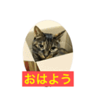 猫だって♡（個別スタンプ：1）