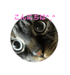 猫だって♡（個別スタンプ：2）