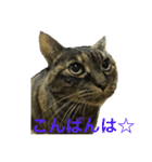 猫だって♡（個別スタンプ：3）