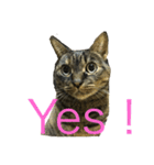 猫だって♡（個別スタンプ：4）