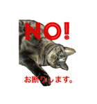 猫だって♡（個別スタンプ：5）