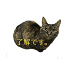 猫だって♡（個別スタンプ：7）