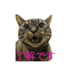 猫だって♡（個別スタンプ：8）