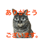 猫だって♡（個別スタンプ：9）