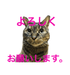 猫だって♡（個別スタンプ：10）