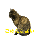 猫だって♡（個別スタンプ：11）
