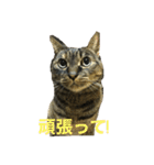 猫だって♡（個別スタンプ：12）