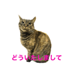 猫だって♡（個別スタンプ：13）