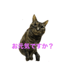猫だって♡（個別スタンプ：14）