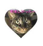 猫だって♡（個別スタンプ：15）