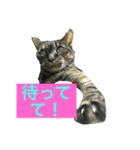 猫だって♡（個別スタンプ：16）