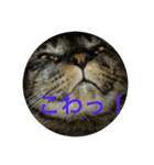 猫だって♡（個別スタンプ：17）