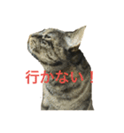 猫だって♡（個別スタンプ：18）