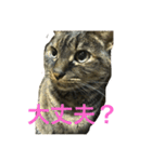 猫だって♡（個別スタンプ：19）