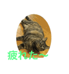 猫だって♡（個別スタンプ：20）