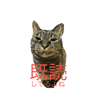 猫だって♡（個別スタンプ：23）