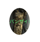 猫だって♡（個別スタンプ：24）