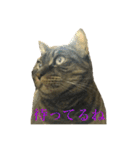 猫だって♡（個別スタンプ：26）