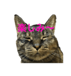 猫だって♡（個別スタンプ：27）