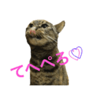 猫だって♡（個別スタンプ：31）