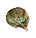 猫だって♡（個別スタンプ：32）