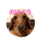 あず婆ちゃん（個別スタンプ：1）