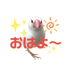 文鳥のあずきときなこスタンプ（個別スタンプ：2）